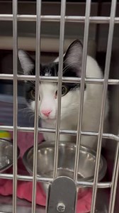 8.5K views · 374 reactions | UPDATE : Leo has been adopted! Leo is...