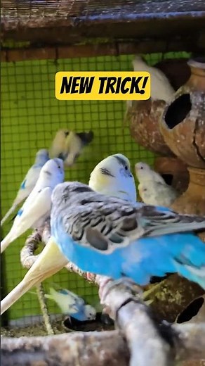 Teaching My Budgie a New Trick in 10 Seconds! | CBW Amusement