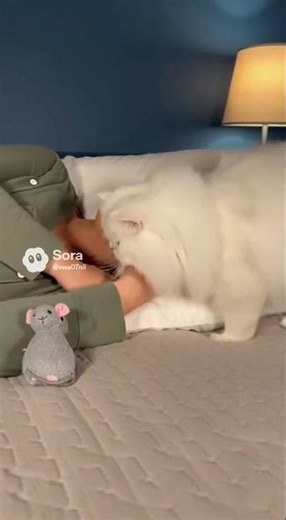 The Snoring woman and Angry Cat #funny #shorts #cat