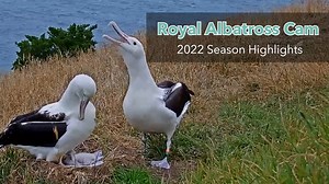 146K views · 4.8K reactions | The Northern Royal Albatross cam featured another success story in New Zealand this past year. Let's recount some of the top moments from the marathon breeding season as we watched Lilibet grow from hatch to fledge! The #RoyalCam is in collaboration with the New Zealand Department of Conservation. | Bird Cams | Facebook