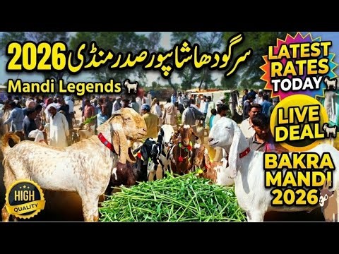 Sargodha Shahpur Sadar Bakra Mandi 2026 | Mandi Legends | Today's Fresh Rates 🔥 