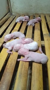 Hampir terjepit.!! #animals #amazing | Rieyancool Rabbit