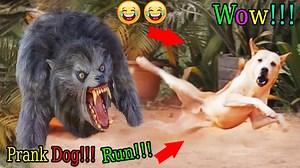 2.1M views · 17K reactions | Wow!!! Fake Tiger Prank Dog So Funny Try To Stop Laugh Challenge | JingPrank | Facebook