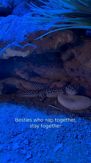 When the trio energy is unmatched 💚 | Malta National Aquarium