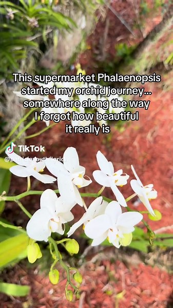 This simple supermarket Phalaenopsis started my orchid collection. Somewhere along the way I got distracted by rare orchids… but this year it reminded me how beautiful the classics are. Was your first orchid also a Phalaenopsis?#orchidgrower #planttok #orchid #phalaenopsis #orchidlover