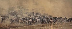 Wildebeest Migration Facts to Know Before Booking a Safari | Go2Africa