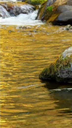 ✨ 황금빛 햇살 아래 춤추는 시냇물 소리 ASMR ✨