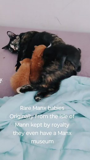 Rare Manx kittens Originaly preferred by Royalty in the Isle of Mann rare to have three ..#creatorsearchinsights #fyp #goals #catsoftiktok