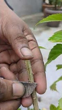 Cleft Grafting Made EASY | The Best & Simplest Plant Propagation Method for Beginners