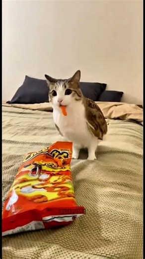MEOWL TRIES CHEETOS