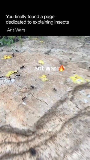 Explaining Insects 🦋 on Instagram: "Ant wars are large-scale battles between ant colonies, fought over territory, food, or survival. These conflicts aren’t random. Ants use chemical signals (pheromones) to mobilize thousands—or even millions—of workers. Once triggered, entire colonies move like organized armies. Some species, such as army ants, conduct constant raids, overwhelming other insects and rival ants. Others, like leafcutter ants, fiercely defend their foraging routes and fungus farms.