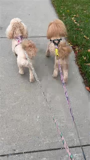 Cute poodle bums, “ Honey Bear’s Adore Delano,” (Summer) with beautiful daughter Journey, dad is Armani. | The Poodle Puddle O' Honey Bear