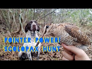 INSANE Scolopax Hunt – German Shorthaired Pointers Diana & Maxy Go Full Instinct!