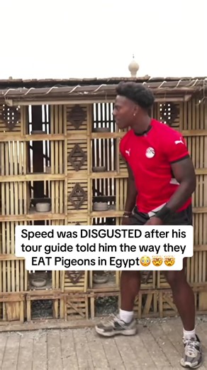 Discover How Pigeons Are Eaten in Egypt