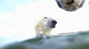 Scientists strap cameras on Polar Bears to track behavioral changes in ice-free world