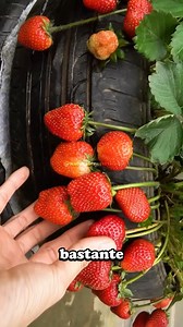 7.4M views · 172K reactions | Cultiva fresas facilmente siguiendo estos pasos! | Naturalezavertical | Facebook