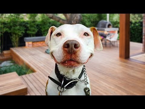 Funny Pitbull Compilation NEW