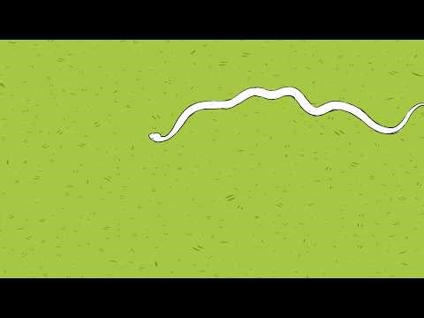 Snake 2D Animation