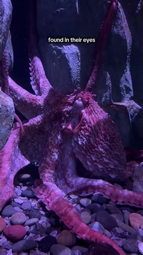 Octopus can see with their skin?!