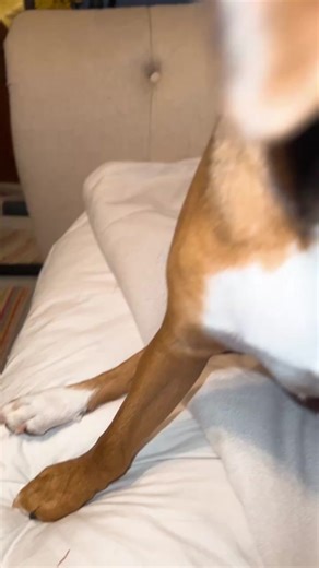 Lily k (@lilyk2626)’s videos with original sound - Jon St. John