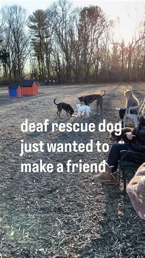 please rescue #fyp #foryou #foryoupage #dogs #love | dogs