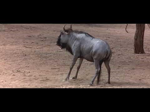 Animals Are Beautiful People - Drunken Animals