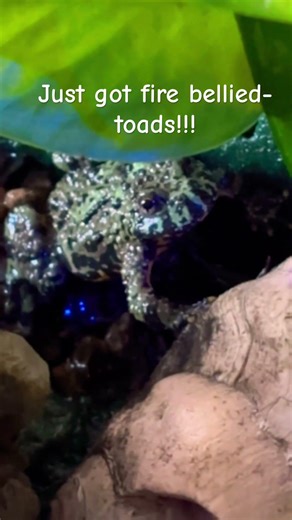 Just got them!!!🐸 #frog #happy