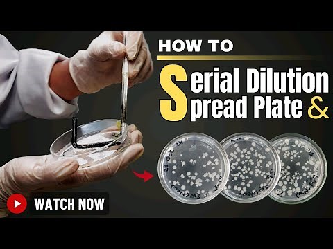 How to Serial Dilution and Spread Plate Method | Step-by-Step Microbiology Laboratory Tutorial