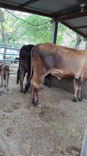 Cattle Farming in Rural Environments: A Visual Journey