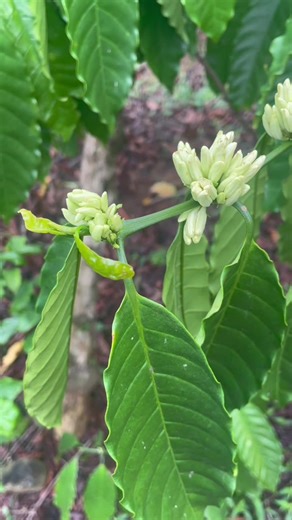 Hãy là chính mình #HàKen #Caphe #Lamvuon