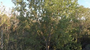 Tree in the woodlands from the beautiful forest floor moving up revealing a blue sky and then over the top of the green trees for a stunning aerial view with 4K UHD drone footage with upwards motion