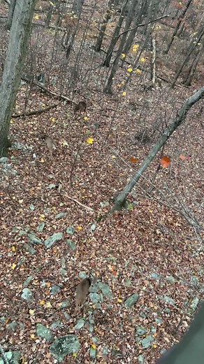 #hunting #whitetail #deer