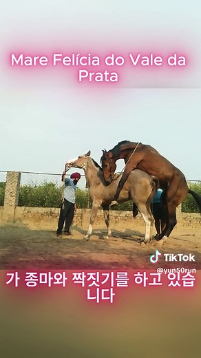 Mare Felícia do Vale da Prata 가 종마와 짝짓기를 하고 있습니다 #말 #보행말 #승마 #테네시워킹말 #말훈련 #보행말소프트틱톡 #평발말 #테네시워커 #테네시워킹말소프트틱톡 #말훈련팁 #평발말 #foryou #foryoupagе #foryoupageofficiall #foryou #foryoupage❤️❤️ #농장 #동물 #tiktoktrend #tiktoktrend #심박동영상 #송아지 #농장포즈 #말발굽