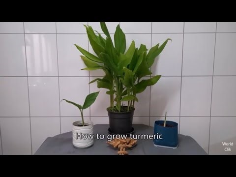 How to Grow Turmeric - a Special Condiment with Properties - Anti-inflammatory, Antioxidant