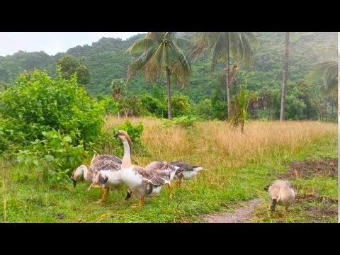 Relaxing Geese Eating Grass | Peaceful Nature Sounds in Countryside