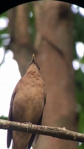 Clay colored thrush. This is our national bird, in one of its singular courtship songs! | Arenas Del Mar Beachfront & Rainforest Resort