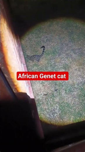 African Genet cat Search in food
