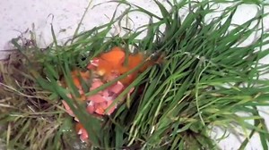 learn how to roll a joint in 3 minutes [POV - 420Guide]