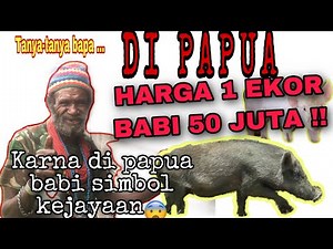 DI PAPAU HARGA BABI 1 EKOR 50 JUTA karna babi simbol kejayaan orang papua #papua #puncakjaya