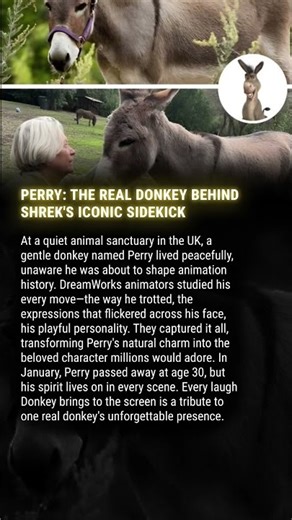 PERRY: THE REAL DONKEY BEHIND SHREK'S ICONIC SIDEKICK