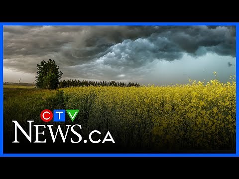 New China-Canada tariff deal welcomed by canola industry