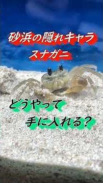 【カニ飼育】スナガニの入手方法！砂浜の隠れキャラはどうやって手に入れる？ #カニ#飼育#水槽#アクアリウム#スナガニ#採集