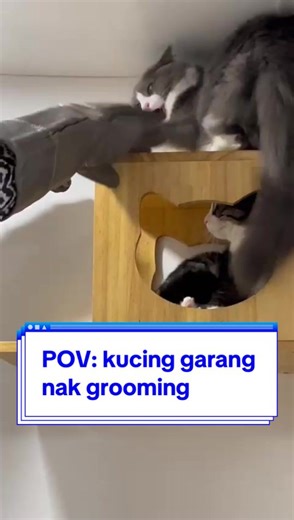 Here at Calico, certified groomers will be handling your furbies. Kucing2 yg garang, InsyaAllah...kami tundukkan dengan kasih sayang 😻 #catgrooming #groom #cat #calicocatcottage #calicodenaialam #catgroomingshahalam #fyp