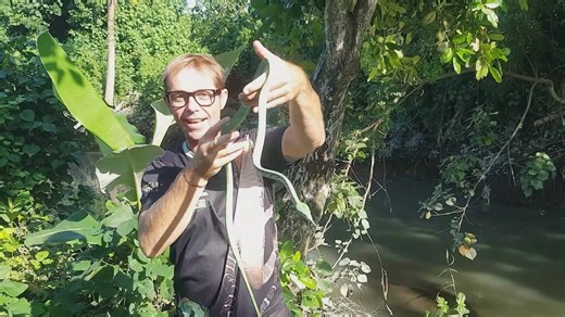 Deadly venomous snake | Big green vine snake