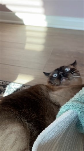 He’s a special creature💗 (🏷️: #cute#funny#siamesecat#siamese#cats#kitten#fyp#trending#shorts)