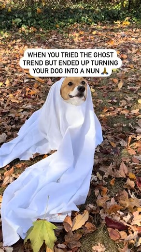 His version of "My Favorite Things" includes zero references to dogs biting. 🐾 Credit: @codathecorgiofficial (via TikTok) | Rodgers & Hammerstein