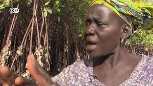 17K views · 113 reactions | Oyster harvesting along the Gambia River is often a brutal process that destroys the mangrove - but a group has been showing how it can be done using old shells, thereby saving the valuable plants. www.dw.com/ecoafrica | DW Africa | Facebook
