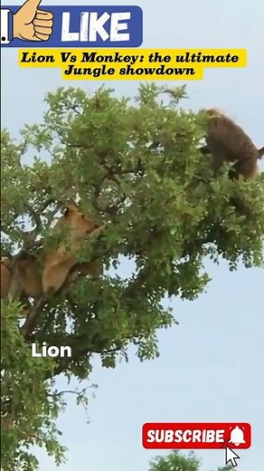 Lion vs Monkey: The Ultimate Jungle Showdown! (Who Wins?)