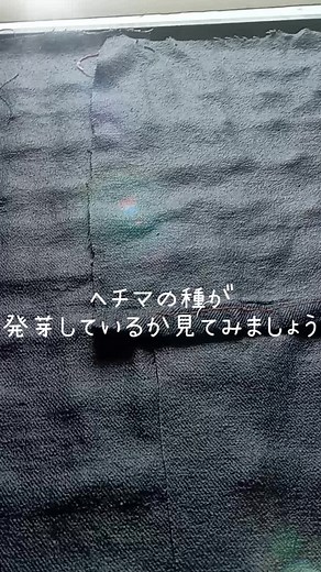 ヘチマスポンジが欲しくて 今年もヘチマの種の発芽にチャレンジ 毎年家の畑が水没するので💦 （梅雨時期や台風が来ると裏山から水が家に押し寄せます💦) なかなか多く取れず 悔しい思いをしてますが 今年は何とか水害に対策を取って頑張りたいと思います✌ #ヘチマスポンジへの道 #ナチュラルライフ #環境と暮らしを繋ぐ #beeswaxwraps