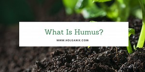 What is humus?